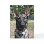 Zille Greeting Card