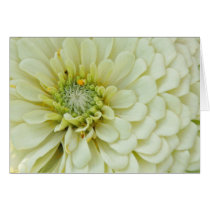Zinnia 2 cards