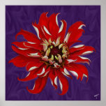 Zinnia Bloom Opening Print
