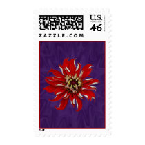 Zinnia Bloom