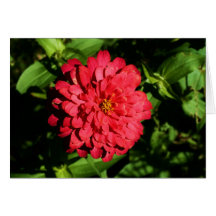 "zinnia" by Larry Coressel Cards