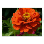 Zinnia Cards