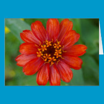 Zinnia cards