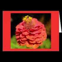 Zinnia Closeup cards by alyciakeating Zinnia Closeup cards