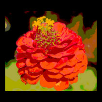 Zinnia closeup - Digital Art posters
