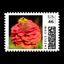 zinnia closeup postage by alyciakeating zinnia closeup postage