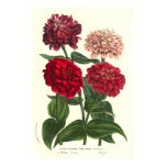 Zinnia elegans / Common Zinnias by Van Houtte posters