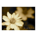 Zinnia in Sepia print