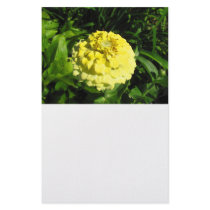 Zinnia Photograph Stationery Design