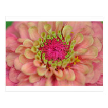 zinnia postcards