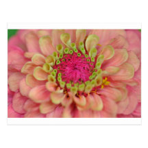 zinnia post card