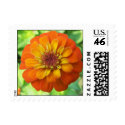 Zinnia postage by closphotos Zinnia postage