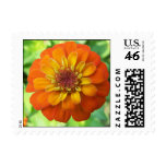 Zinnia Postage Stamps