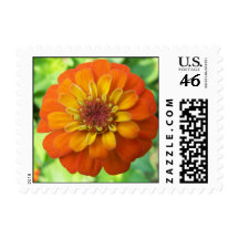 Zinnia Postage Stamps