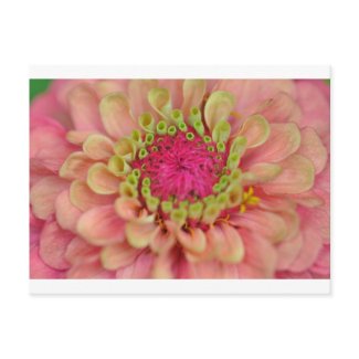 zinnia postcard