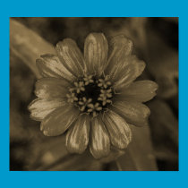 Zinnia Sepia posters