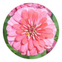 Zinnia Sticker by bkang22 Zinnia Sticker
