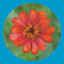 Zinnia Sticker stickers