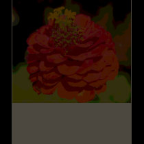Zinnia Tee t-shirts