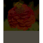 Zinnia Tee t-shirts