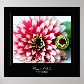 Zinnia Wink Black Border Poster print