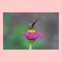 Zinnia with Moth Print, Version C posters