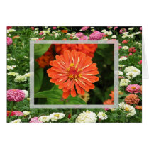 Zinnias cards by ggbythebay Zinnias cards