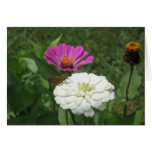 Zinnias Greeting Card
