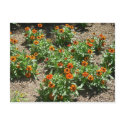 Zinnias Postcard