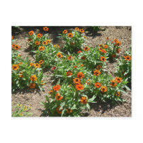 Zinnias Postcard by greatphotos Zinnias Postcard