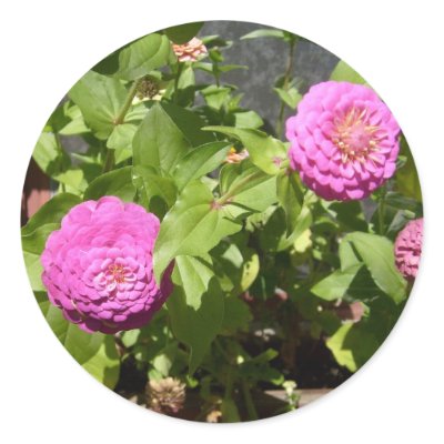 Zinnia's Sticker by pammys