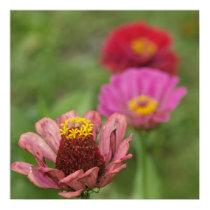Zinnien posters