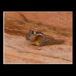 Zion Chipmunk Postcard