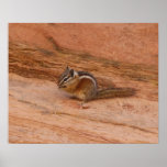Zion Chipmunk Poster Print