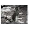 Zion fuzzy squirrel cards