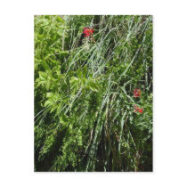Zion Hanging Gardens Postcard