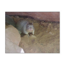 Zion National Park mascot postcards by sumiko Zion National Park mascot postcards