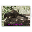 Zion National Park, Utah cards by sumiko Zion National Park, Utah cards