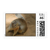 Zion Park Squirrel Postage