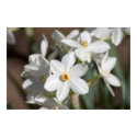 Ziva Paper White Flower posters by TranquilityPhoto Ziva Paper White Flower posters