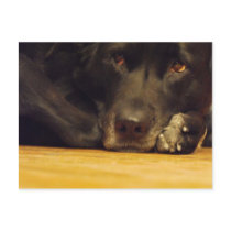 Zoe postcards by sns2874 Zoe postcards