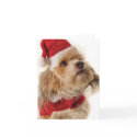 ZOE SANTA cards