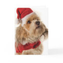 ZOE SANTA cards