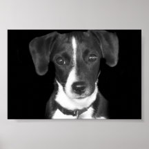 Zoey Posters