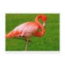 Zoo Animals Postcards