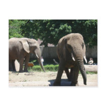 Zoo Animals postcards by jdowdell Zoo Animals postcards