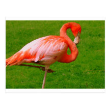 Zoo Animals Postcards