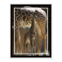 Zoo Baby 1 posters