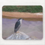zoo bird