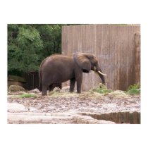 Zoo Elephant posters by Shadowchaser Zoo Elephant posters
